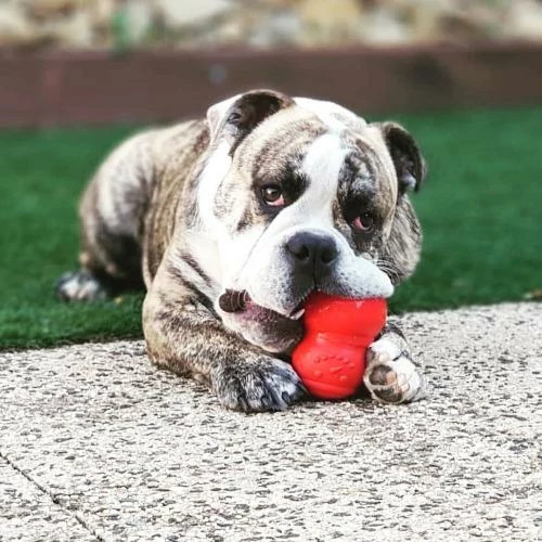 Top 10 👍 Soda Pup Live Snowman Toy Red ✨ 6 Soda Pup Live Snowman Toy Red