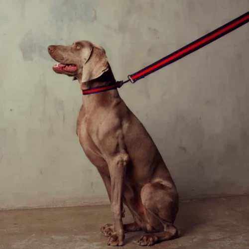 Best Sale βοΈ Saint Rue The City Leash Fur - St. Honore Walk π 9 Saint Rue The City Leash Fur - St. Honore Walk