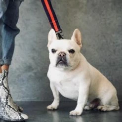 Best Sale βοΈ Saint Rue The City Leash Fur - St. Honore Walk π 13 Saint Rue The City Leash Fur - St. Honore Walk