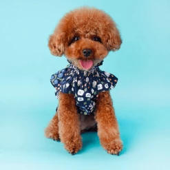 Little Collin Flower Frill Overall Navy Wear