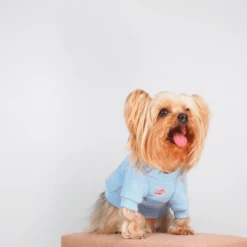 Gnocchi And Goma Into The Sky Sweater Wear