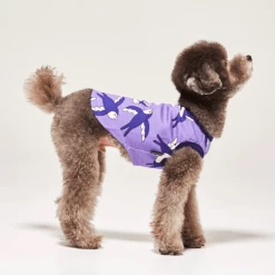 And Blank Lucky Swallow Tank