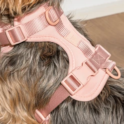 Wild One Cushioned Dog Harness Blush Walk