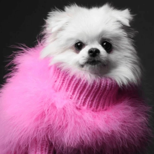 Best reviews of ๐ Max-bone Christian Cowan X Max Bone Sweater Pink โ๏ธ 7 Max-bone Christian Cowan X Max Bone Sweater Pink