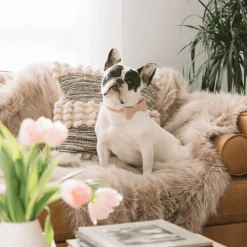 Pipolli Bow Leather Collar Pink