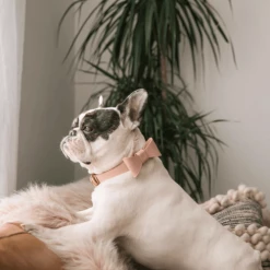 Pipolli Bow Leather Collar Pink