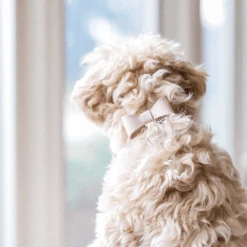 Pipolli Bow Leather Collar Pink