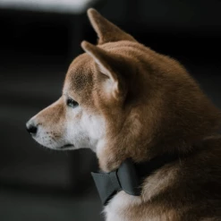 Pipolli Bow Leather Collar Grey