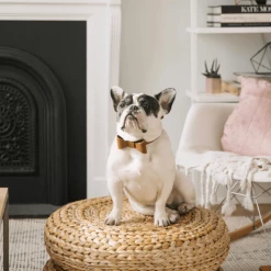 Pipolli Bow Leather Collar Brown Walk