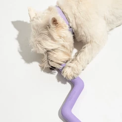 Wild One Bolt Bite Lilac Live