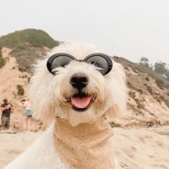 The Paw Wag Company Clout Sunglasses Black