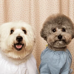 Betters Wear Ribbon Shirt Blue