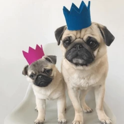 MODERNBEAST Party Beast Blue Style