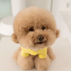 Dentists Appointment Waffle Crop Tee Yellow