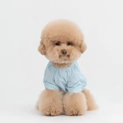 Dentists Appointment Pumpkin Crop T-Shirt Blue