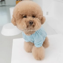 Dentists Appointment Pumpkin Crop T-Shirt Blue