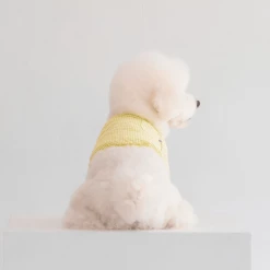 Dentists Appointment Pumpkin Crop T-Shirt Yellow Wear