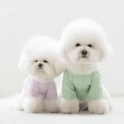 Dentists Appointment Pumpkin Crop T-Shirt Green Wear