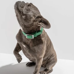 Wild One Modern Dog Collar Spruce Walk