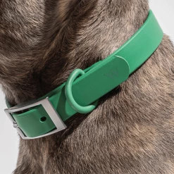 Wild One Modern Dog Collar Spruce Walk