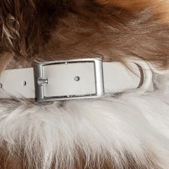 Wild One Modern Dog Collar Grey Walk