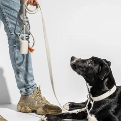 Wild One Modern Dog Collar Grey Walk