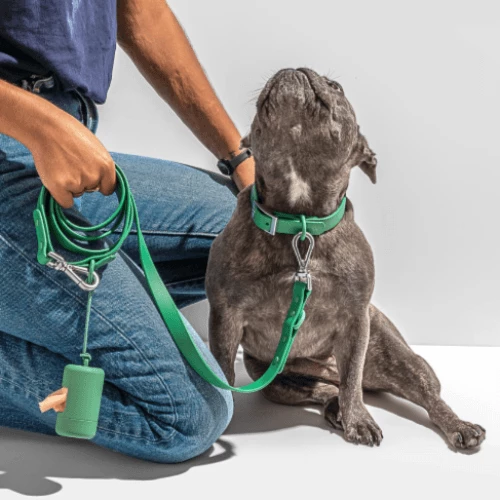 Discount π€© Wild One Walk Durable πΆ Dog Leash Spruce π€© 5 Wild One Walk Durable Dog Leash Spruce
