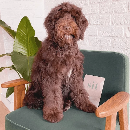 Wholesale ✔️ Pawness Puppy Milestone Cards ⌛ 5 Pawness Puppy Milestone Cards