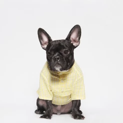 Trois Point Witty Check Shirt Yellow Wear