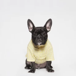 Trois Point Witty Check Shirt Yellow Wear