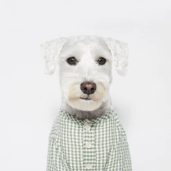 Trois Point Witty Check Shirt Green