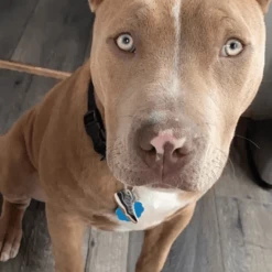 Trill Paws Style Bred Eleven Collar Charm