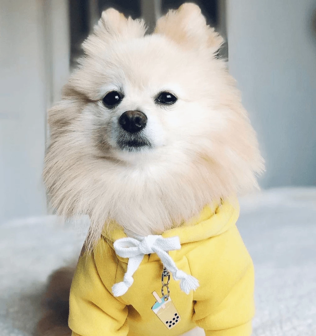 Promo 🤩 Trill Paws Bubble Tea Collar Charm 😉 4 Trill Paws Bubble Tea Collar Charm