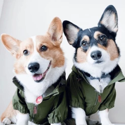 Trill Paws Sup Collar Charm