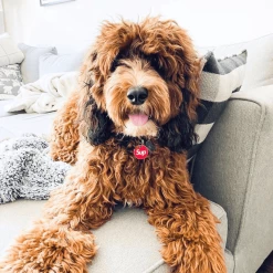 Promo ๐ Trill Paws Sup Collar Charm ๐ 7 Trill Paws Sup Collar Charm