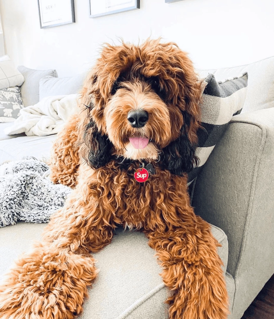 Promo ๐ Trill Paws Sup Collar Charm ๐ 5 Trill Paws Sup Collar Charm