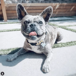 Trill Paws Diamond Collar Charm