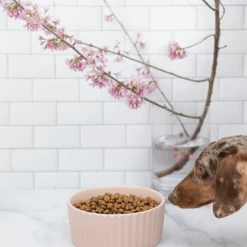 Waggo Live Ripple Pet Bowl Cloud