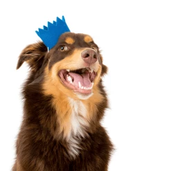 MODERNBEAST Party Beast Blue Style