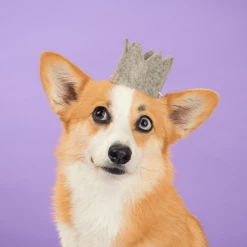 MODERNBEAST Party Beast Grey Style