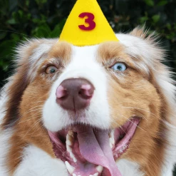 MODERNBEAST Number 8 Pawty Hat