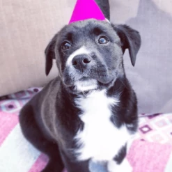 MODERNBEAST Pawty Hat Purple