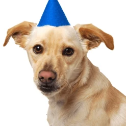 MODERNBEAST Pawty Hat Blue Style