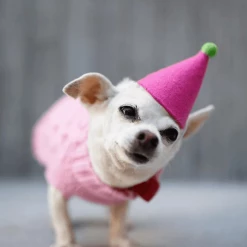MODERNBEAST Pawty Hat Pink Style