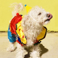 MODERNBEAST Pawty Hat Yellow Style