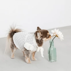 Mon Cheri Pompon Chiffon Blouse Ivory Wear