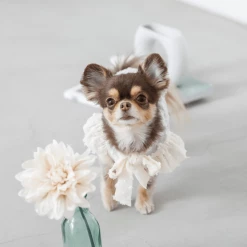 Mon Cheri Pompon Chiffon Blouse Ivory Wear