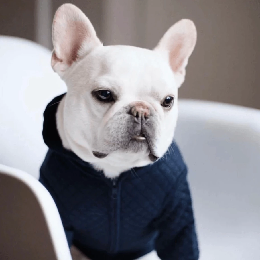 Flash Sale π Pipolli Quilted Hooded Jacket Navy π€© 3 Pipolli Quilted Hooded Jacket Navy