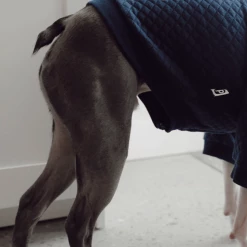 Flash Sale π Pipolli Quilted Hooded Jacket Navy π€© 9 Pipolli Quilted Hooded Jacket Navy