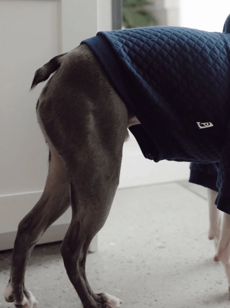 Flash Sale π Pipolli Quilted Hooded Jacket Navy π€© 6 Pipolli Quilted Hooded Jacket Navy